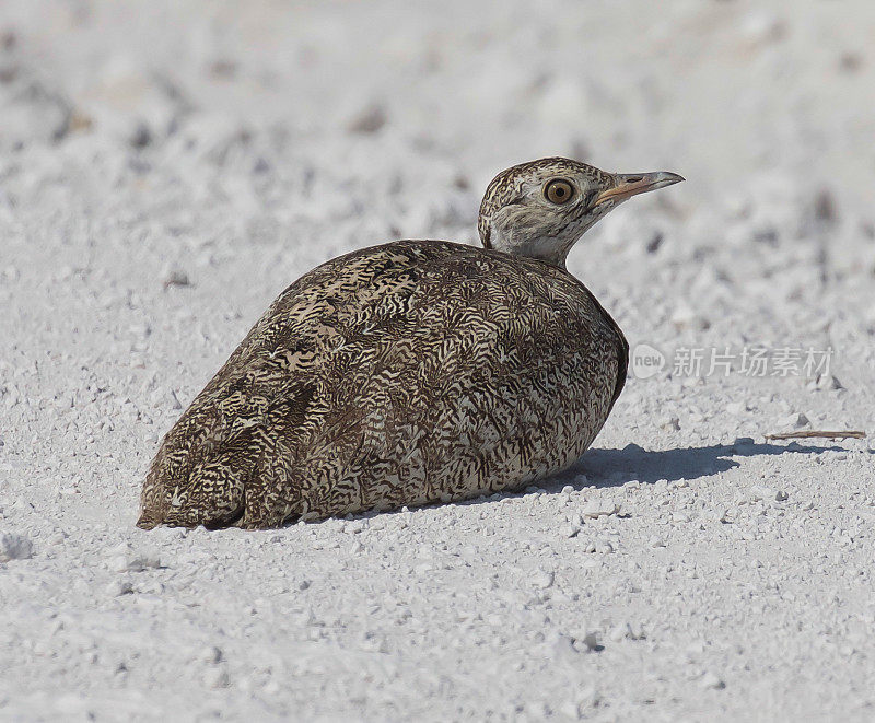 Red-Crested Korhaan